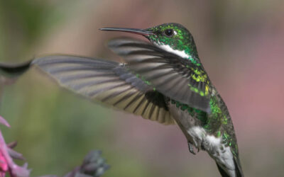 COLIBRÍ – SABIDURÍA TRANSFORMADORA