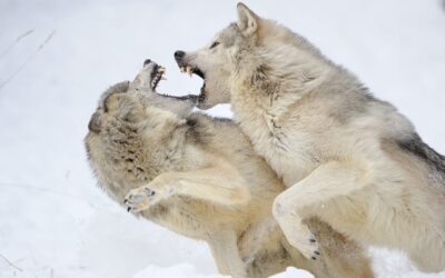 HUMILDAD HERMANO LOBO