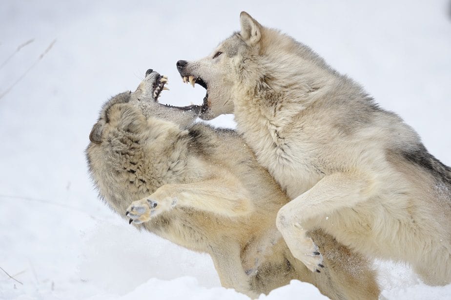 HUMILDAD HERMANO LOBO